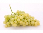 Moscatel grape